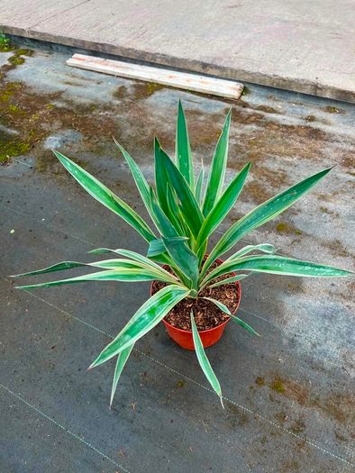 yucca bright Edge plant