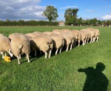 Belclare PBR Ram Lambs