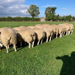 Belclare PBR Ram Lambs
