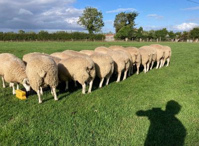 Belclare PBR Ram Lambs