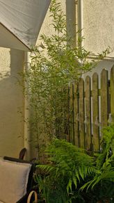 Bamboo plants