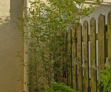 Bamboo plants
