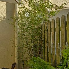 Bamboo plants