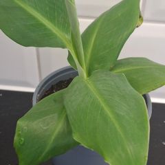 Banana Plant