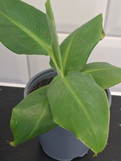 Banana Plant