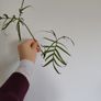 Philodendron Polypodioides Image 2