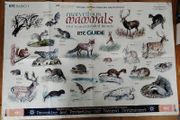 Marvellous Mammals (Mooney Goes Wild Series)