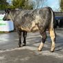 6 super Incalf heifers for tullamore Mart 20th Image 4