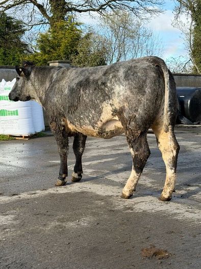 6 super Incalf heifers for tullamore Mart 20th