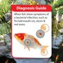 NT Labs Koi Care Acriflavin Image 2