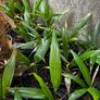Trachycarpus Fortunei small plants. Hardy palm tree. Ideal for Irish gardens Image 3
