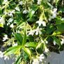 Evergreen jasmine highly scented Image 3