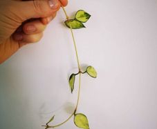 Hoya lacunosa cuttings set