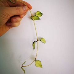 Hoya lacunosa cuttings set