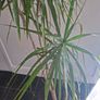Dragon Tree Image 2