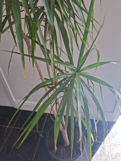 Dragon Tree