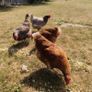 Chickens Image 10