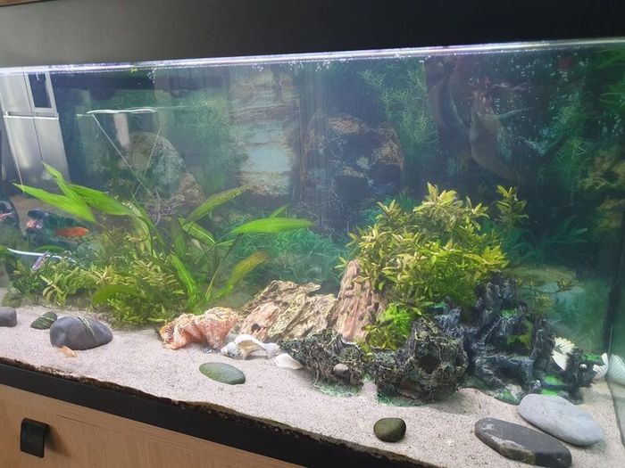 240l aquarium for sale