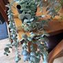 Bundle of 5 Artificial Trailing Plants (IKEA Fejka & Dunnes Stores) Image 6