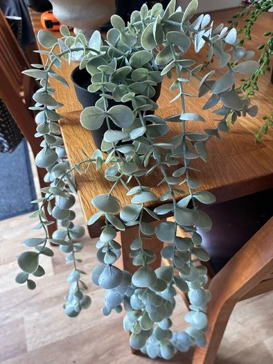 Bundle of 5 Artificial Trailing Plants (IKEA Fejka & Dunnes Stores)