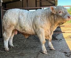 Pedigree Charolais Bull