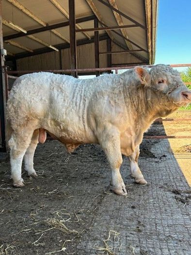 Pedigree Charolais Bull