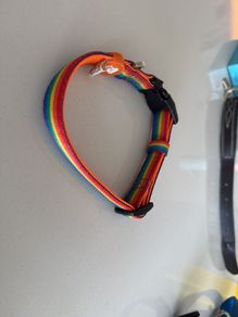 Dukier Rainbow Dog Collar (small)