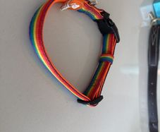 Dukier Rainbow Dog Collar (small)