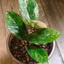 No.9 ZZ Plants Variegated Image 2