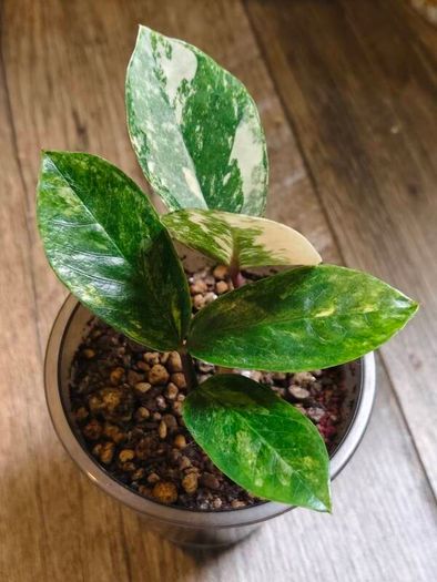 No.9 ZZ Plants Variegated