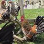 Millefluer booted bantam eggs 2.50 each Image 5