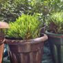 plants Image 2