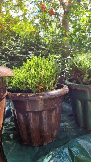 plants