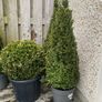Buxus Plants Image 5