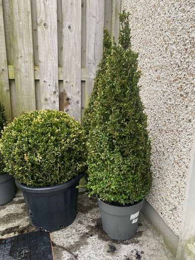 Buxus Plants