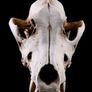 1/1 resin copy of a wolf skull. Image 4