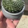 small idoor plant Image 3