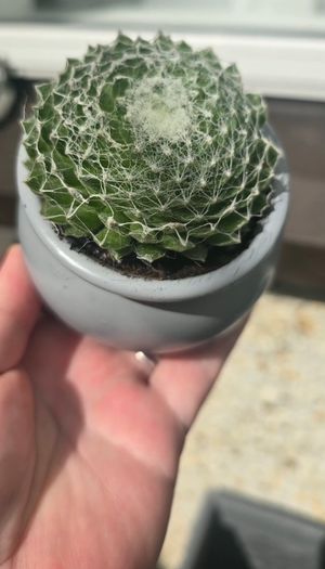 small idoor plant