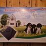 electronic dog collar Image 2