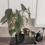 Angle wing Begonia plant. Image 2