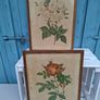 2 x Vintage Botanical Prints Image 3