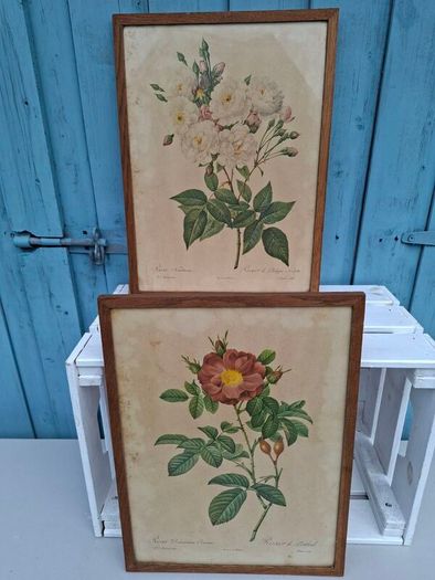2 x Vintage Botanical Prints