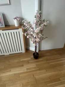 flower plant