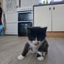 Kittens Looking Loving Home Image 9