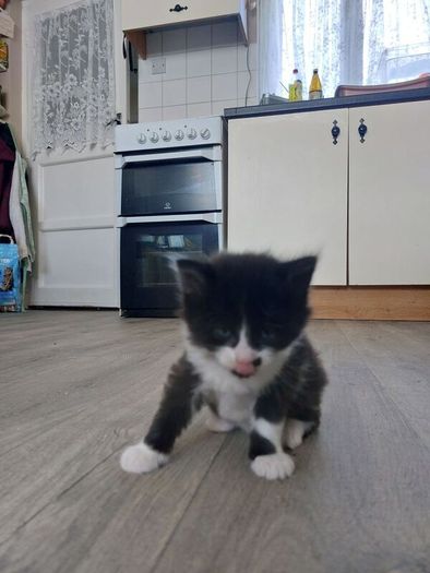 Kittens Looking Loving Home