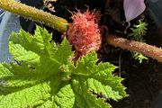 Gunnera