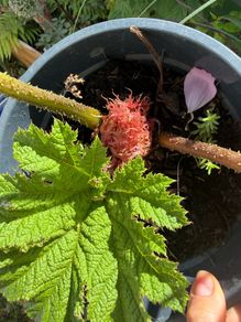 Gunnera