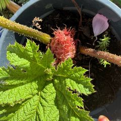 Gunnera