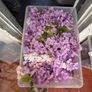 Wisteria & Foliage Backdrops Lot Image 3