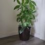 Pachira planter Image 2